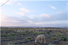 Where Our Herds No Longer Wander