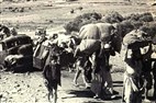 Palestinian Refugees in Jordan and the Revocation of Citizenship: An Interview with Anis F. Kassim