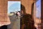 الإعلام الاجتماعي والتحريض على القتل الطائفي