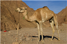Arabian Peninsula Media Roundup (27 April 2018)