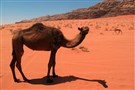 Arabian Peninsula Media Roundup (25 July 2018)