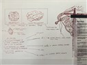 Who Shall Give the Command to Spew Us Out?: On Systems of Loss-Creation and Shriveling