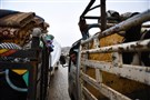 Syria in a Week (17 – 24 February 2020) / سوريا في أسبوع 17-24 شباط/فبراير 2020