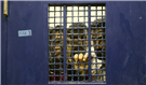 Palestinian Prisoners Amid COVID-19 Outbreak