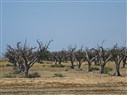 المغرب العربي في مواجهة خطر نقص المياه