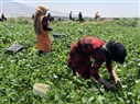 The Agrarian Question in Lebanon Today: A View from a Camp in the Bekaa Valley