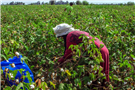 Environment in Context: Ecologies of Capital in Egypt