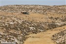 A Day in the Wilderness of Judea 
