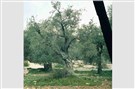 Snapshot: Palestinian Olive Trees