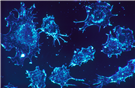 Cancer, Ethnicity, and the Bodies of Others