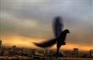 مات عمو صباح