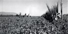 شبح الإبادة الجماعية يخيم على فلسطين منذ عام 1907