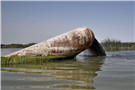Environment Page Extended Media Roundup (May-June 2021)