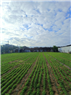 A Picture of Farming in Gaza Today: In Remembrance of Youssef Saqr Abu Rabie