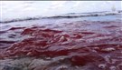 Quick Thoughts: Paul Sedra on the IS Massacre of Egyptian Copts in Libya