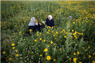 Seeds of Solidarity, from New York to Palestine