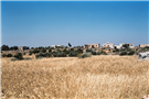 Sowing Scarcity: Syria’s Wheat Regime from Self-Sufficiency to Import-Dependency