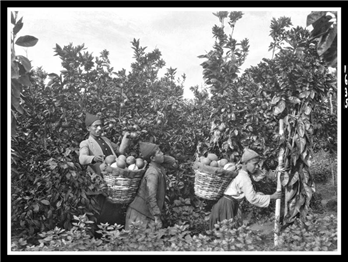 Palestinian Foodways Bibliography