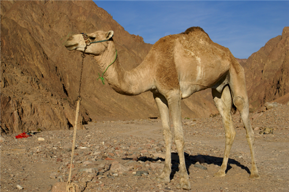 Arabian Peninsula Media Roundup (27 April 2018)