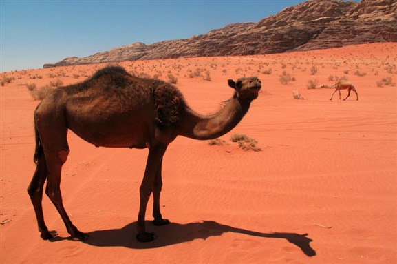 Arabian Peninsula Media Roundup (25 July 2018)