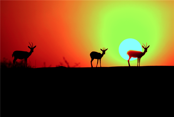 Arabian Gazelle