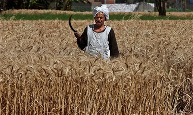 An Egyptian farmer harvests wheat on his farm, in Qalubiyah, North Cairo, Egypt. (Via AP)