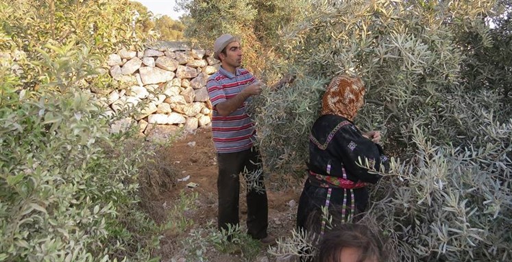 Palestinian olive harvest in 2014, via Wikimedia Commons