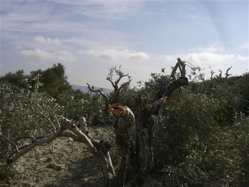 An olive tree vandalized by Israeli settlers in the village of Burin, via Wikimedia Commons