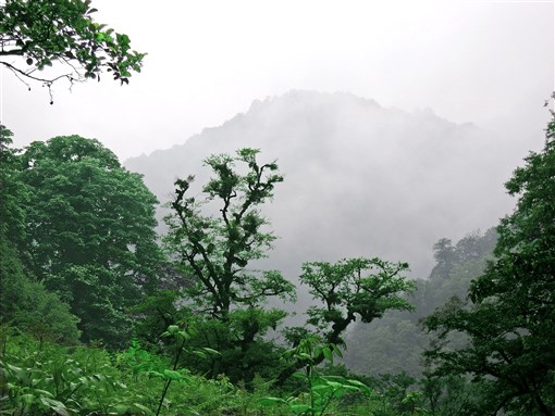 Forests of Gilan Provence, Iran. Image by Argooya via Wikimedia Commons.