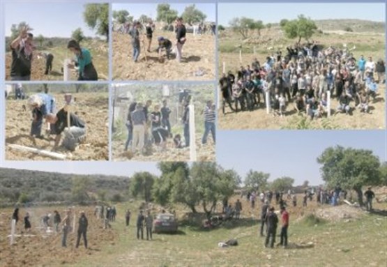 [BADIL’s Land Day action: Olive tree planting in al-Khader, March 2013. (© BADIL)]