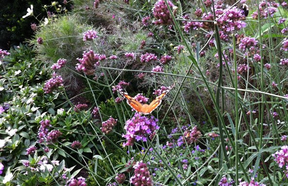[A Butterfly in New York City. Image from Sinan Antoon]