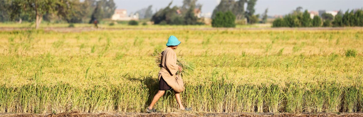 A farmer harvests rice in a field in the province of Al-Sharkia, northeast of Cairo, Egypt, September 21, 2021. REUTERS/Mohamed Abd El Ghany