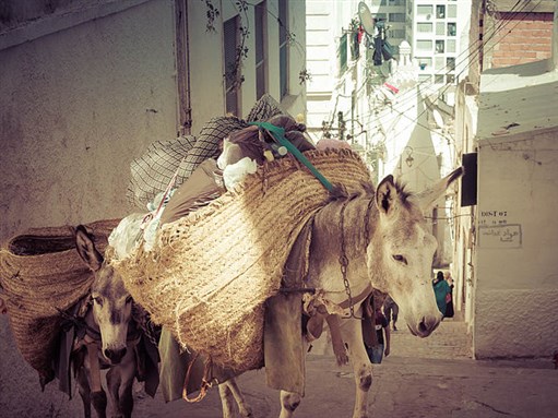 [A Donkey in the Casbah of Algiers]