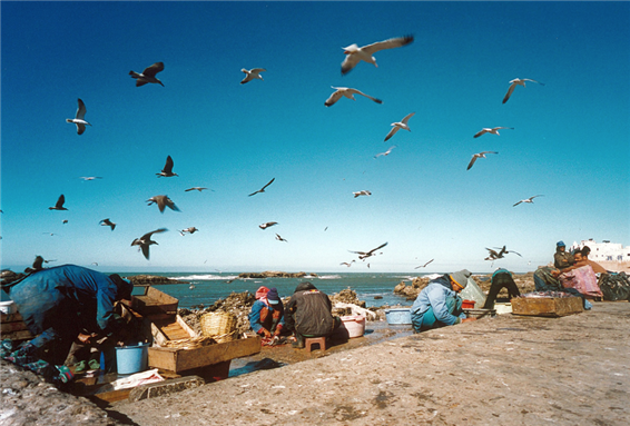 [Image of fishermen in Essaouira, Morocco. Image by Tiberio Frascari/Flickr]