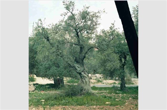 [Olive tree, Burqin, north Palestine, 2 July 2015. Photo by Bryony Dunne.]