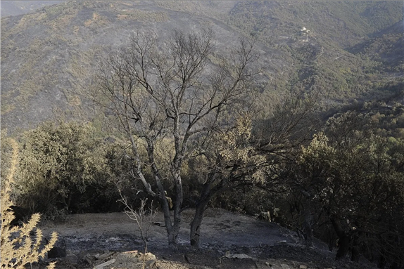 A view of the damaged area after wildfires as all fires have been extinguished in Tizi Ouzou, at Beni Douala town of Algeria on August 13, 2021. [Mousaab Rouibi - Anadolu Agency]