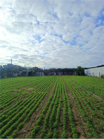A Picture of Farming in Gaza Today: In Remembrance of Youssef Saqr Abu Rabie