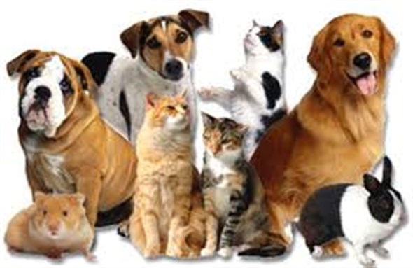 [From Central Brevard Humane Society]