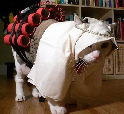 Even cats sometimes wear the terrorist costume