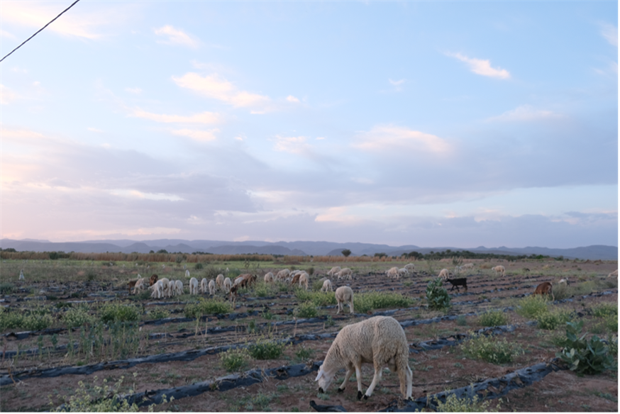 Where Our Herds No Longer Wander