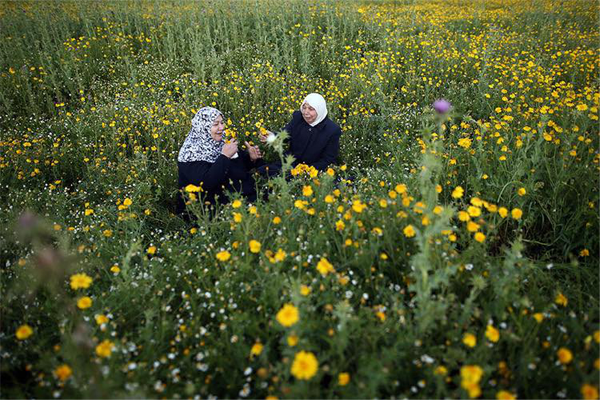 Seeds of Solidarity, from New York to Palestine