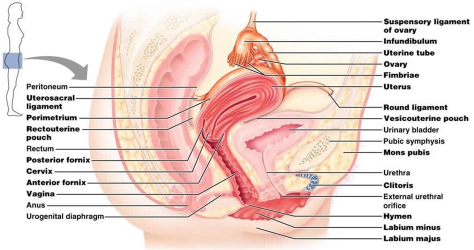 What is a Virgin? diagram of ureter slide 